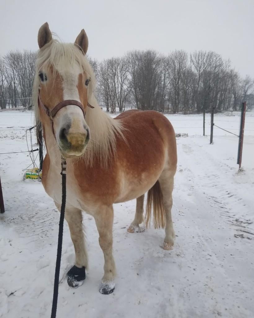 Stalling met veel buiten gezocht, Stalling, 1 paard of pony
