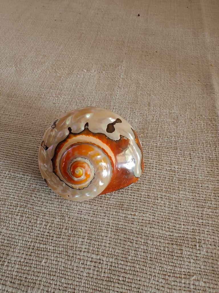 Mooie Schelp, Ophalen of Verzenden