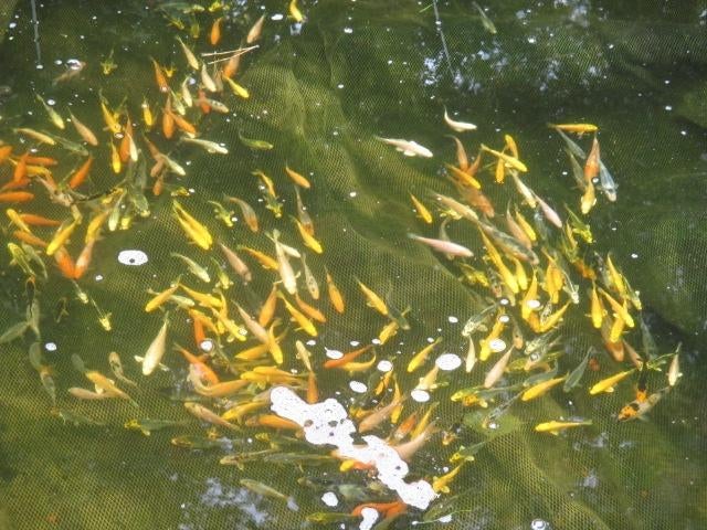 baby koi van 7/10 cm vanaf 2,40 €/stuk., Dieren en Toebehoren, Vissen | Vijvervissen, Karper of Koi