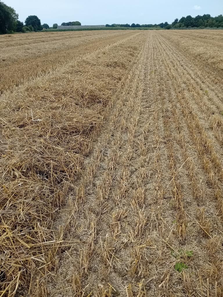 Stro gerste stro kleine pakken, Ophalen, Vee