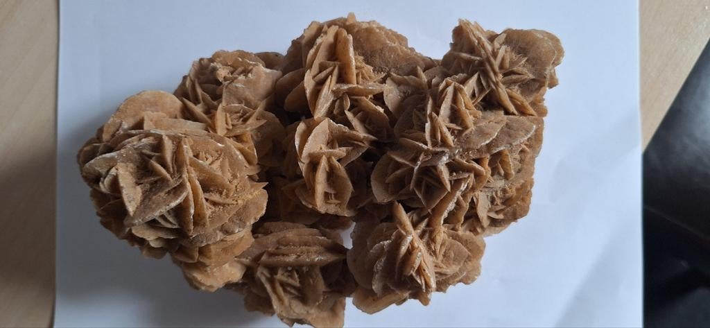 Woestijnroos, Ophalen of Verzenden