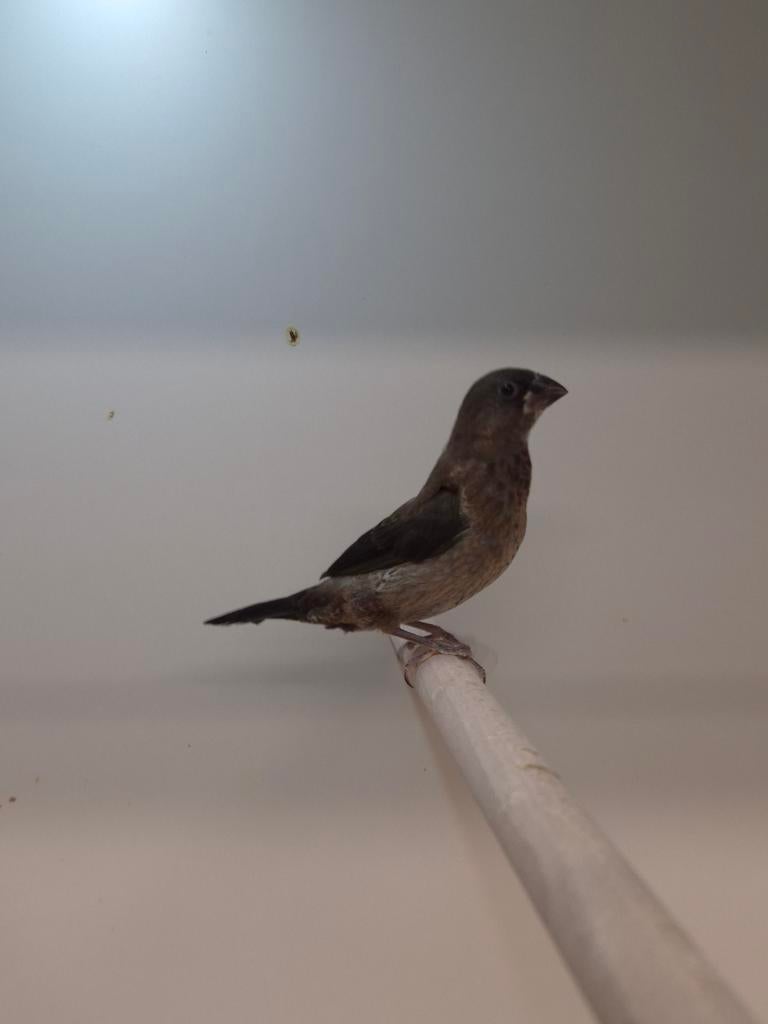 Japanse meeuwen, Meerdere dieren, Tropenvogel, Geringd