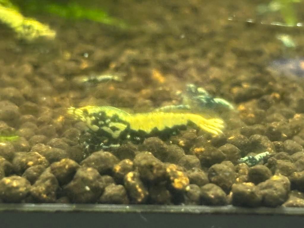 Galaxy boa garnalen ( wit, rood en blauw), Dieren en Toebehoren, Kreeft, Krab of Garnaal