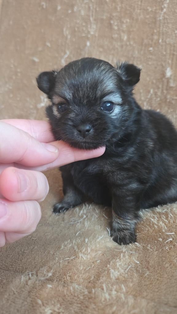 te koop prachtig mooi nestje pomchi x pomeriaan pups, Overige rassen, 8 tot 15 weken, Teef, Meerdere