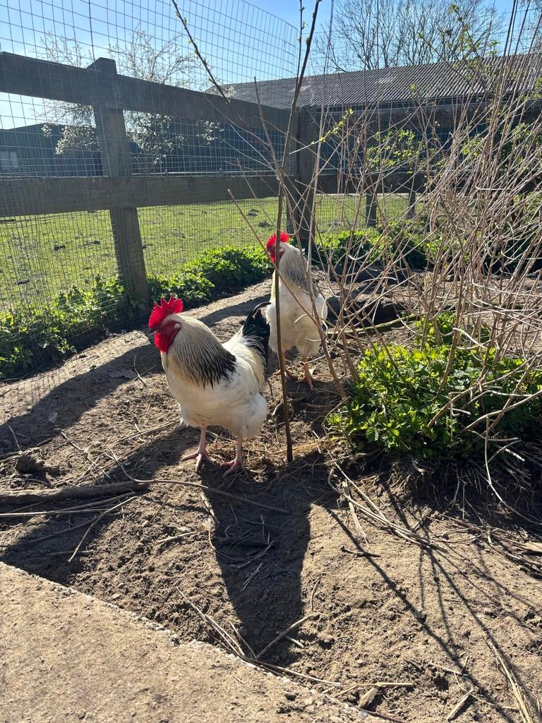 2 hanen af te halen, Dieren en Toebehoren, Mannelijk, Kip