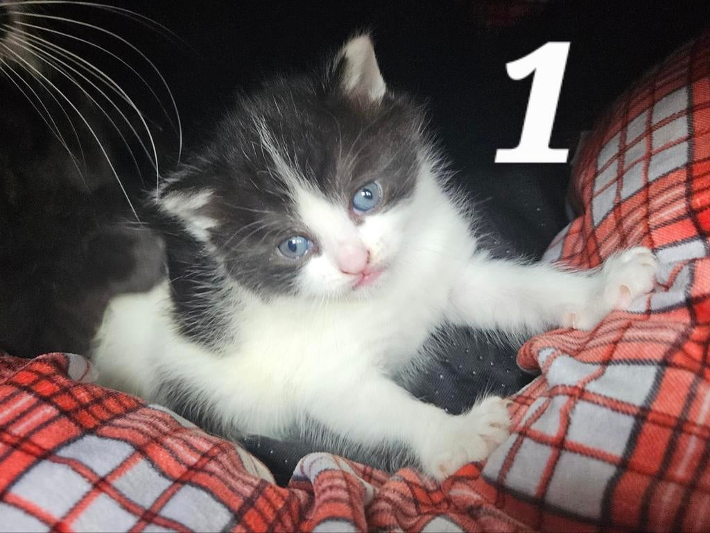 4 Europese korthaar kittens te koop!, Dieren en Toebehoren, Katten en Kittens | Overige Katten, Poes, Kortharig, 0 tot 2 jaar