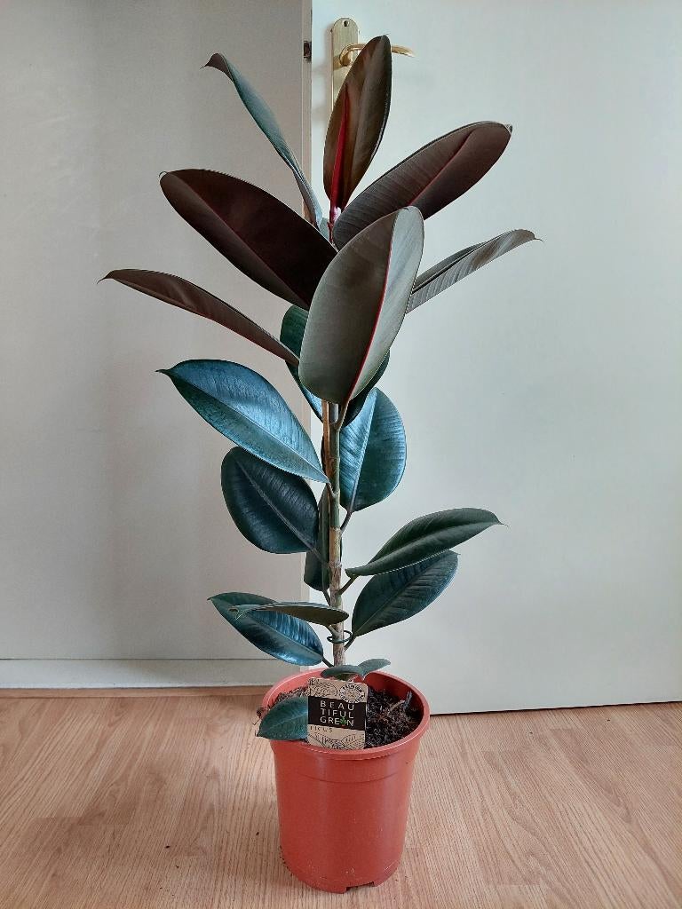 Ficus Elastica Robusta - Rubberboom / Rubberplant H: 95 cm., Ophalen, Ficus, Halfschaduw, Minder dan 100 cm