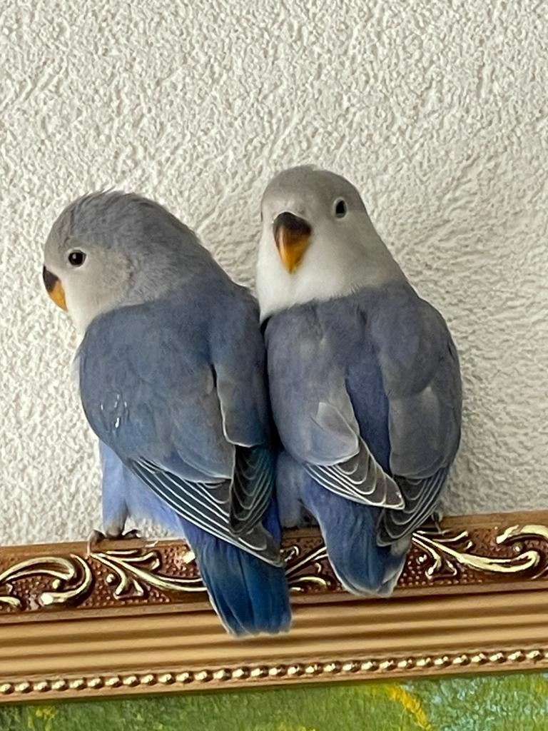 Prachtige Lieve Jonge en Gezonde Agapornis Dwergpapegaai, Dieren en Toebehoren, Meerdere dieren, Dwergpapegaai of Agapornis, Tam