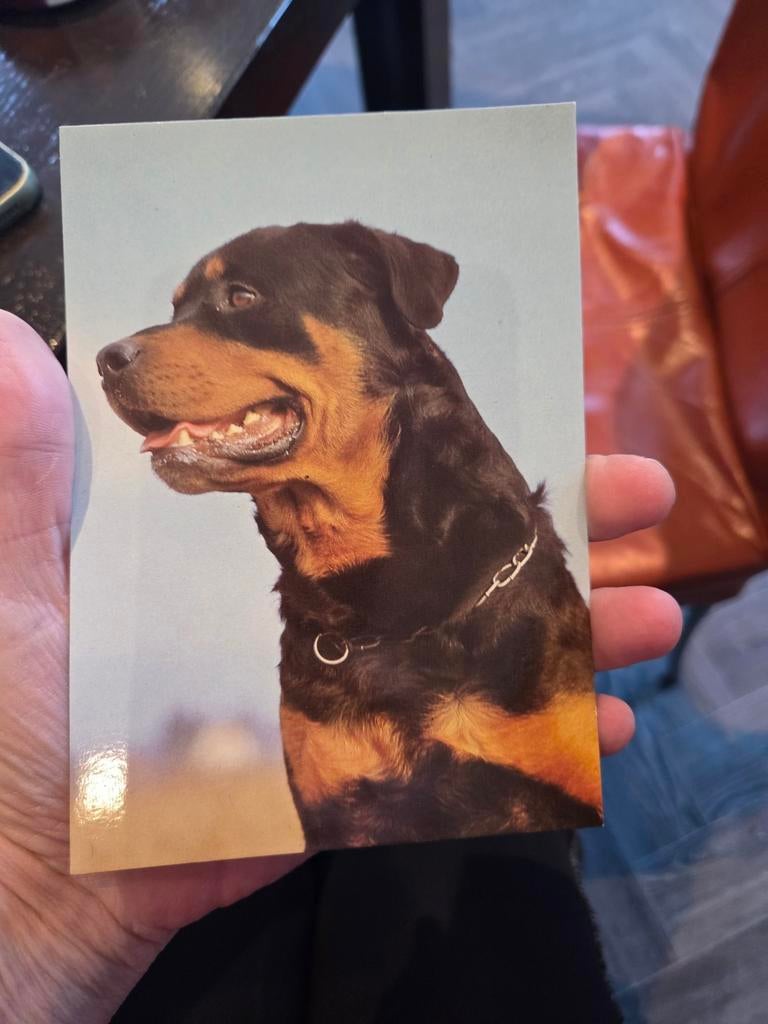Ansichtkaart Rottweiler - Ongelopen, Ophalen of Verzenden, 1980 tot heden, Ongelopen, Hond of Kat