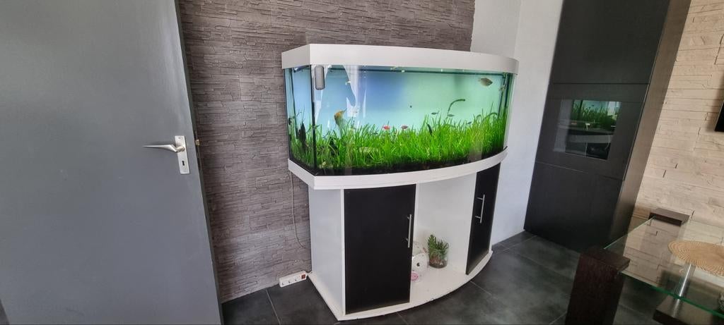 Aquarium 450L Juwel Vison incl. Vissen en Co2 system, Dieren en Toebehoren, Ophalen, Gebruikt, Gevuld zoetwateraquarium