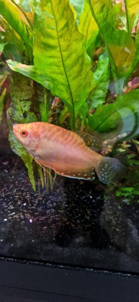 Goerami vis, Dieren en Toebehoren, Vis