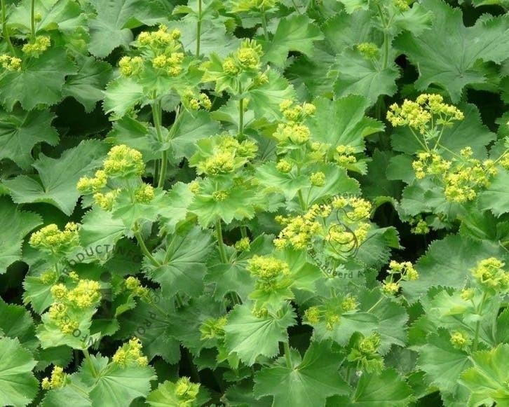 Vrouwenmantel vaste plant, Tuin en Terras, Planten | Tuinplanten, Ophalen of Verzenden, Vaste plant