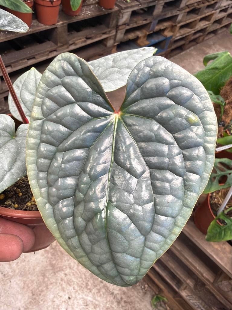 Anthurium luxurians - Exotische kamerplant - Pot 14 cm, Overige soorten, In pot, Minder dan 100 cm, Groene kamerplant