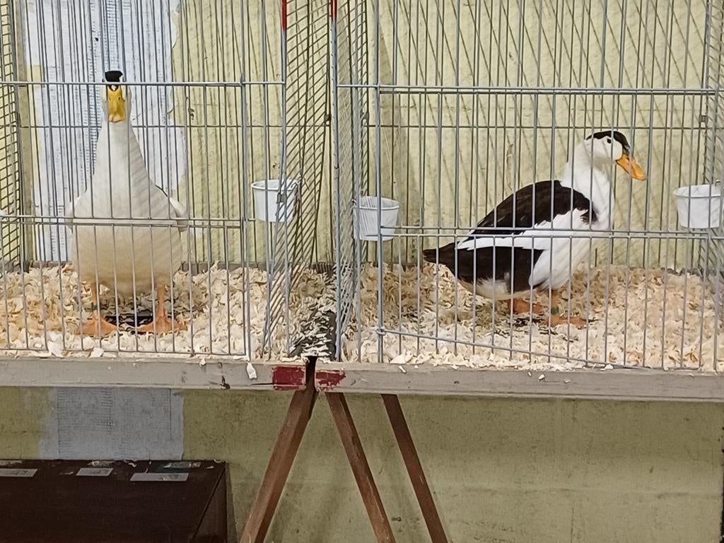 Ekstereenden eenden, Meerdere dieren, Kip