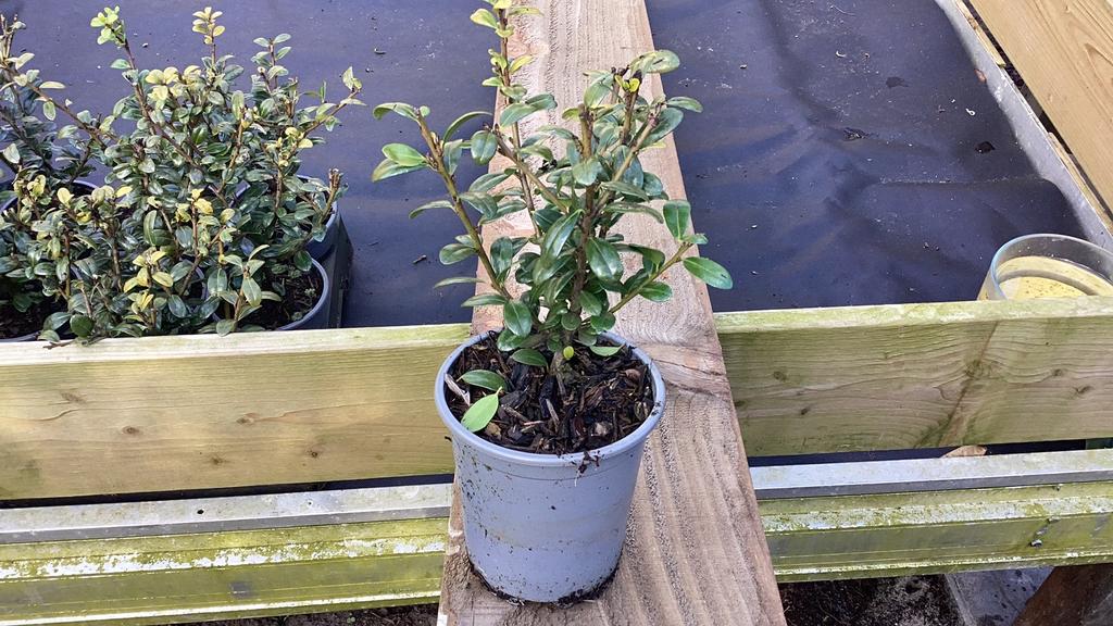 Ilex crenata carolina upright japanse hulst, Ophalen, Hulst, Minder dan 100 cm