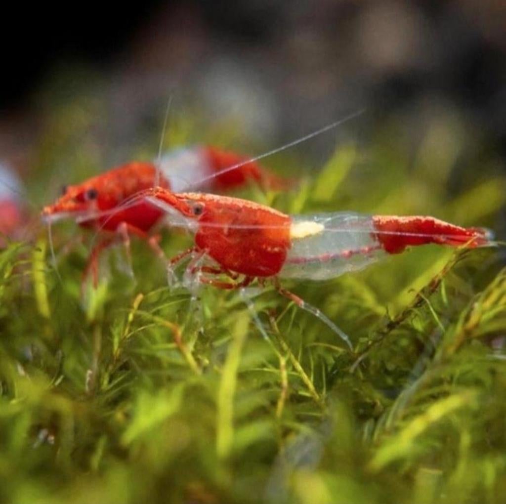High Grade Red rili, Dieren en Toebehoren, Vis