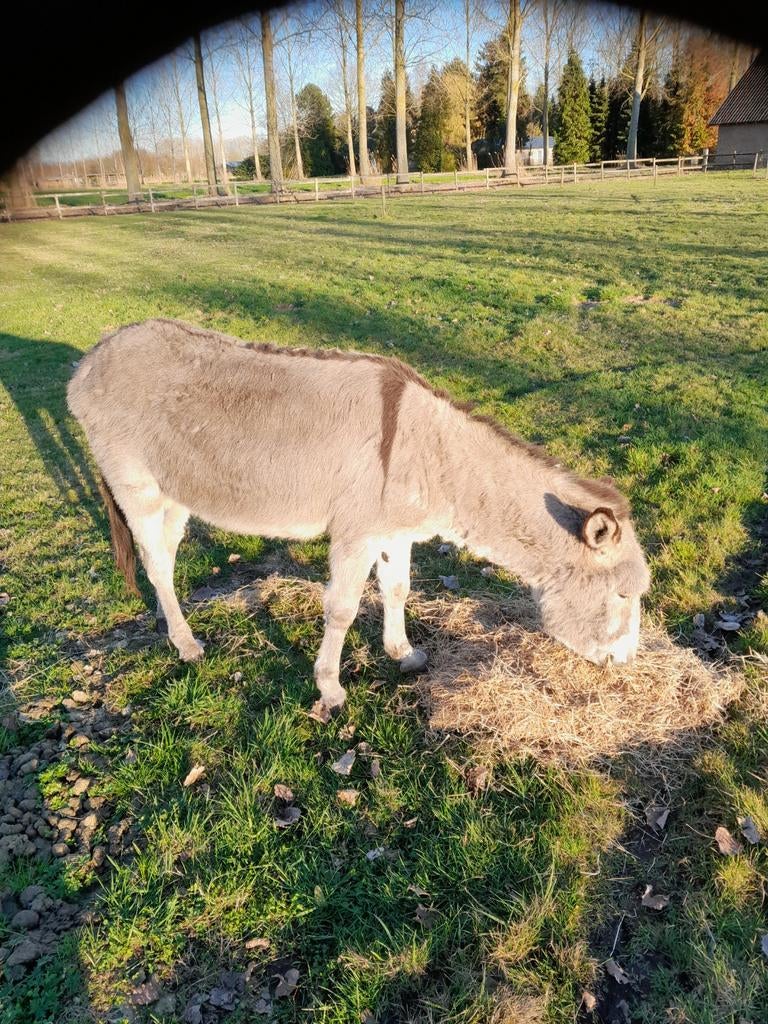 Ezel, Mannelijk, Geit, 6 jaar of ouder