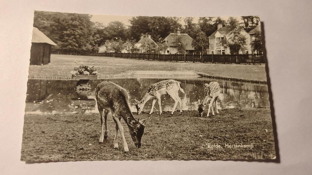 Rolde Hertenkamp, Ophalen of Verzenden