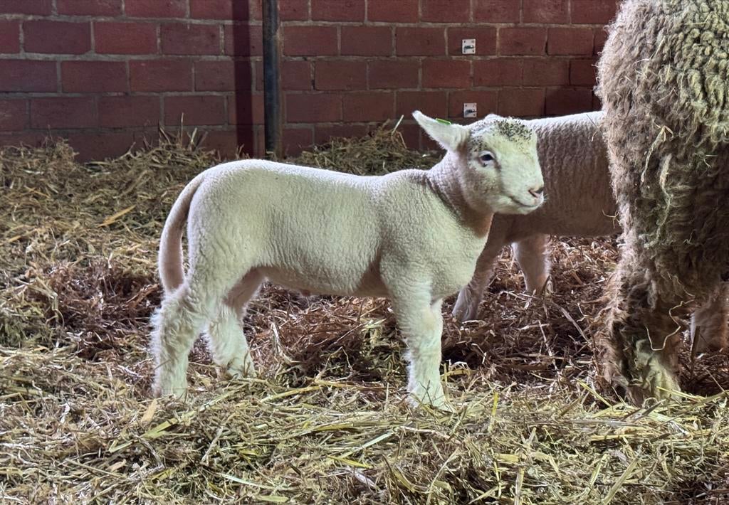 Suffolk en Poll Dorset ramlammeren en ooilammeren., Meerdere dieren, Schaap