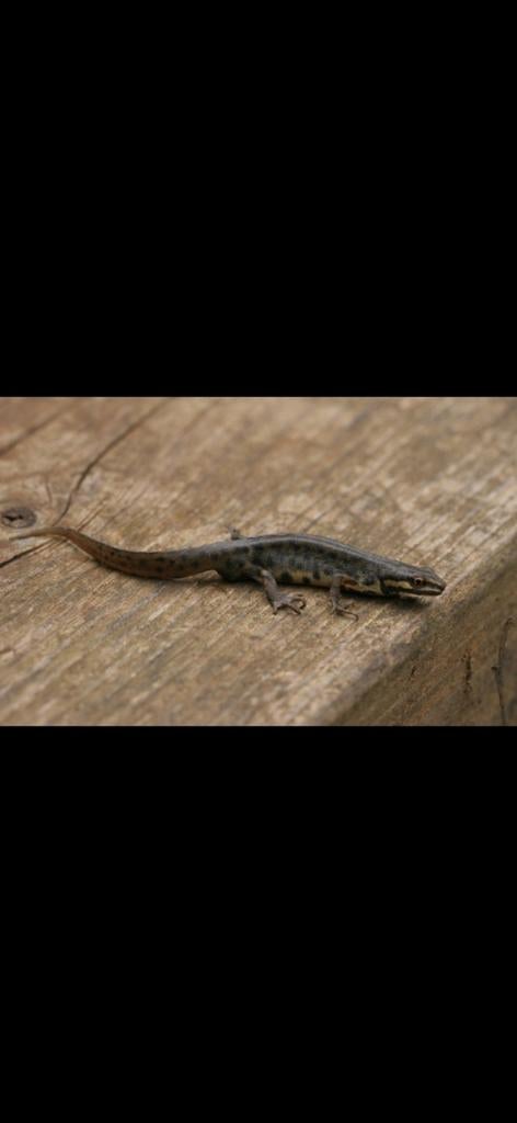 Watersalamander, Dieren en Toebehoren, Ophalen