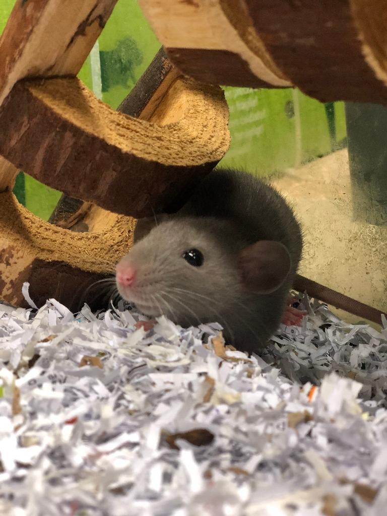 Husky ratjes | Tamme jonge ratjes | Jonge diertjes, Dieren en Toebehoren, Rat, Februari, Vrouwelijk, Tam