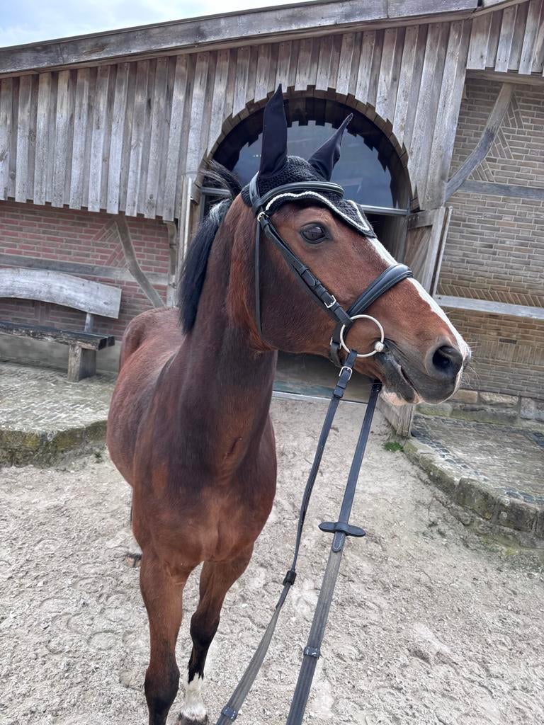 Zwart oornetje, Dieren en Toebehoren, Ophalen of Verzenden, Nieuw