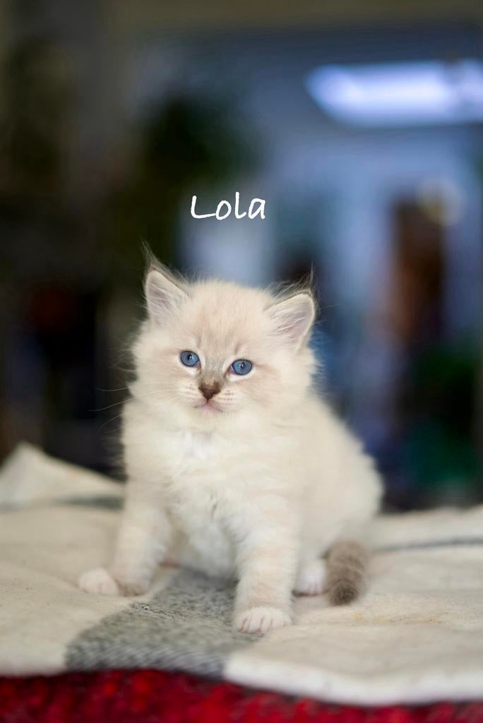 Ragdoll kittens met stamboom  🐱 🩷, Dieren en Toebehoren, Ophalen, Nieuw