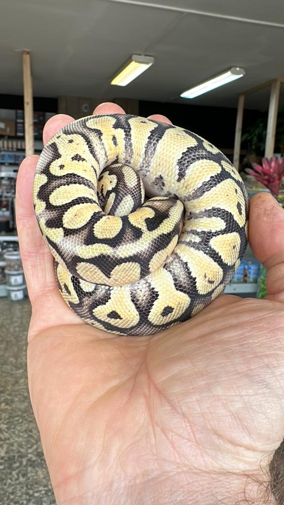Python regius pastel 100% het. DG (0.0.1) Ball Python - male for sale from Olaf