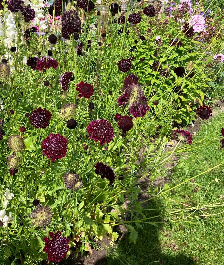 Bloemenzaden Scabiosa ‘Black Night’., Ophalen of Verzenden, Volle zon, Zaad