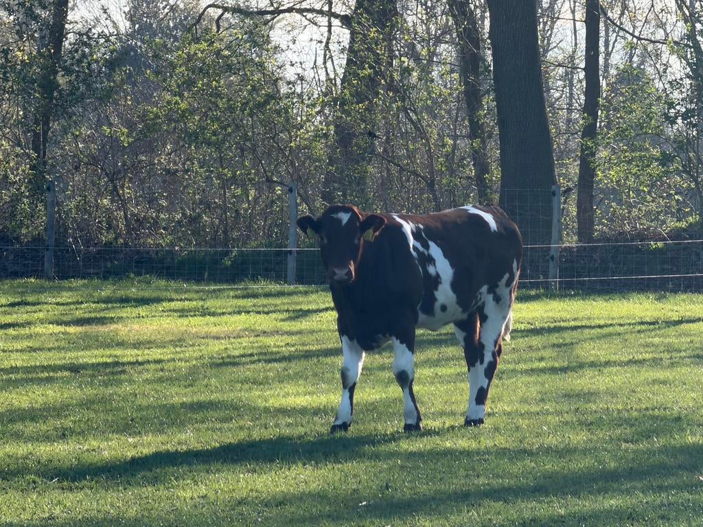 Vaarskalf pink baggerbont roodbont, Dieren en Toebehoren, Runderen, Vrouwelijk