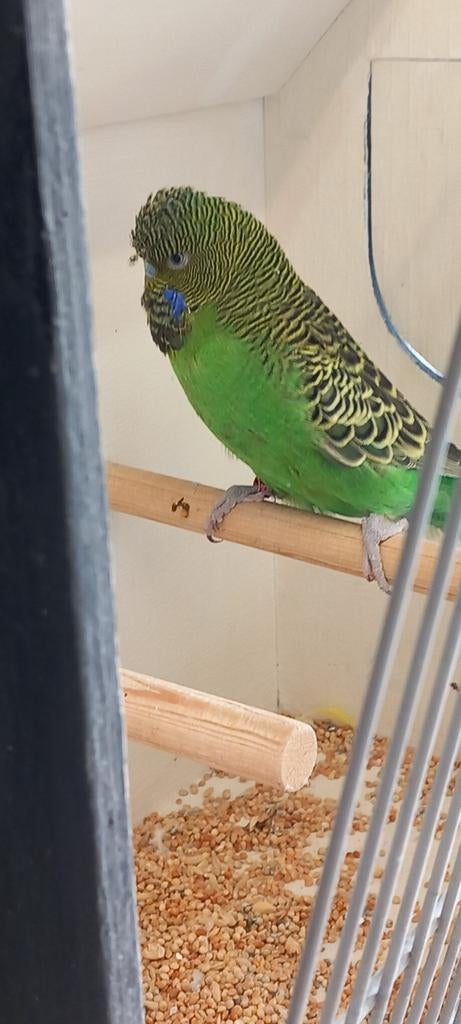 Zeer mooie Blackface man. Forse vogel., Mannelijk, Parkiet, Geringd