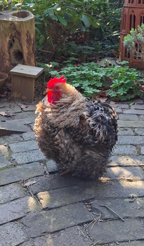 Kriel cochin haantje (krul), Dieren en Toebehoren, Pluimvee, Mannelijk, Kip