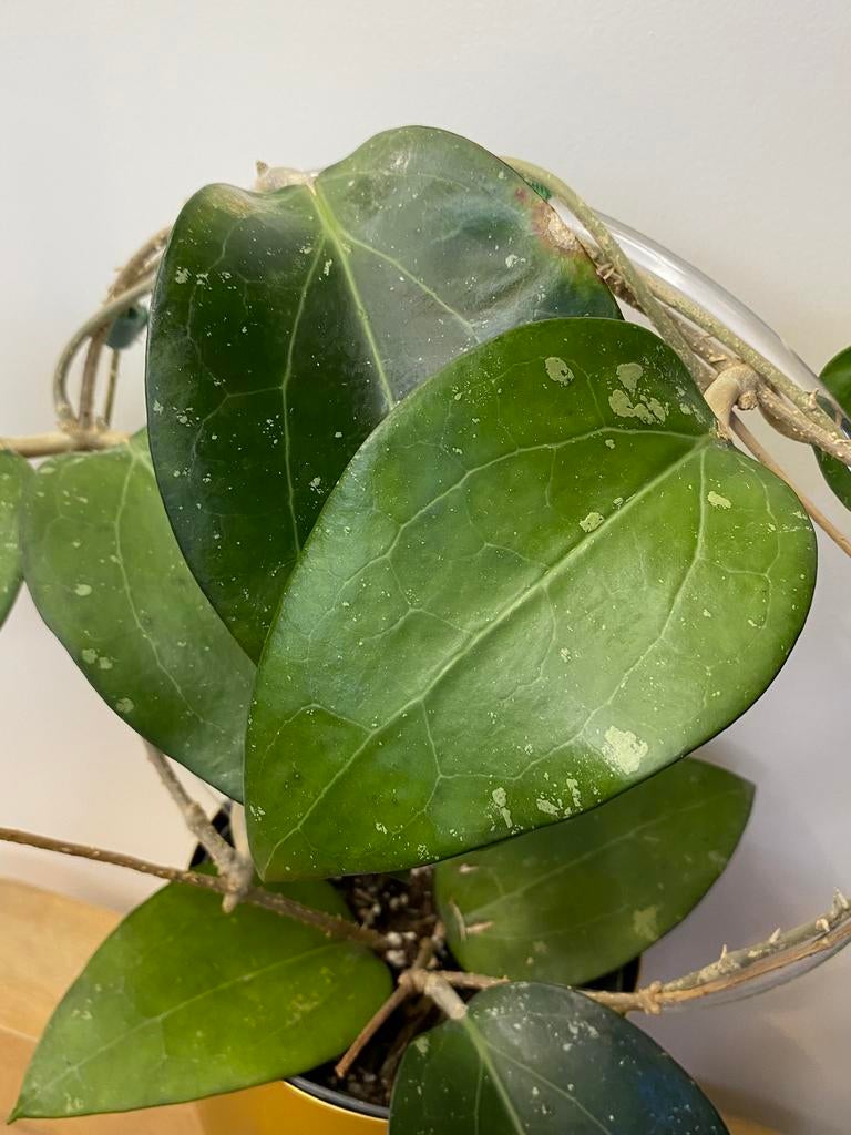 Hoya Puom Siam Ruby (PMP 176), Huis en Inrichting, Kamerplanten, Ophalen of Verzenden, Halfschaduw, Minder dan 100 cm