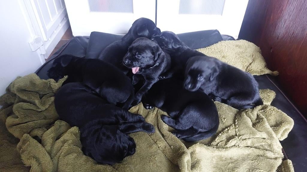 Prachtige zwarte labrador pups met stamboom, Dieren en Toebehoren, Honden | Retrievers, Spaniëls en Waterhonden, 8 tot 15 weken