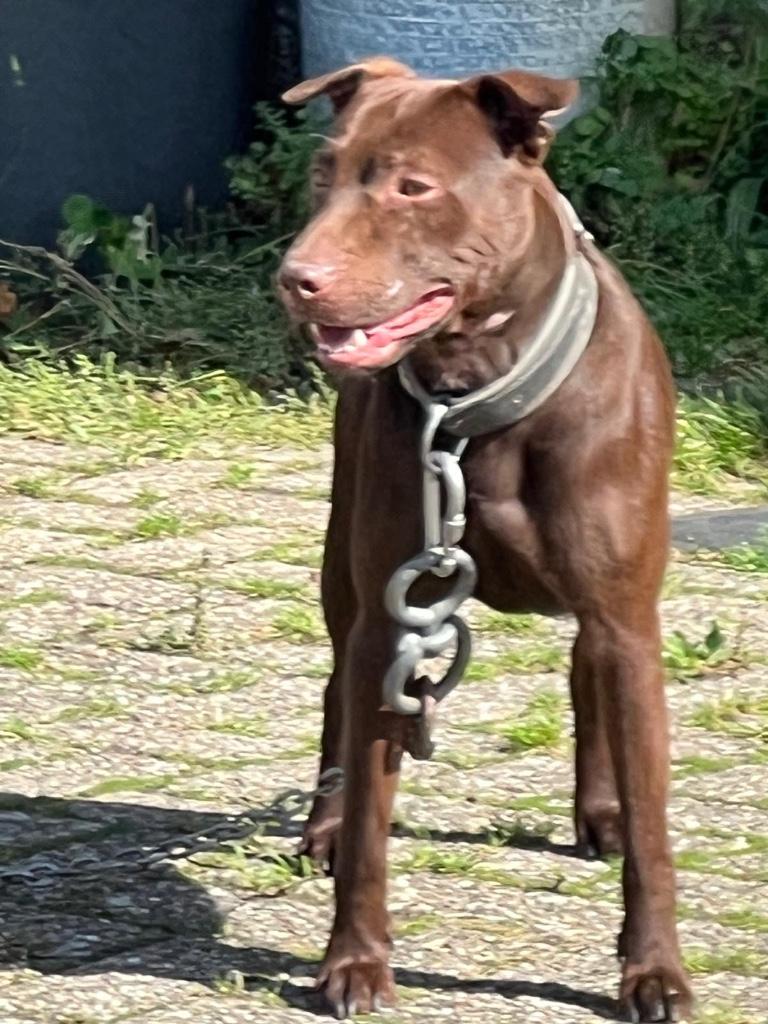 Patterdale terriër ter dekking aangeboden., Particulier, Reu, Buitenland, Parvo