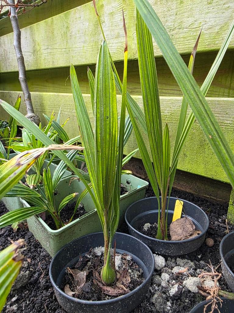 Butia Capitata - Winterharde Palm, Volle zon, Vaste plant, Zomer, Ophalen