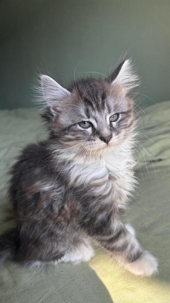 Maine Coon kittens, Meerdere dieren, Ontwormd, 0 tot 2 jaar
