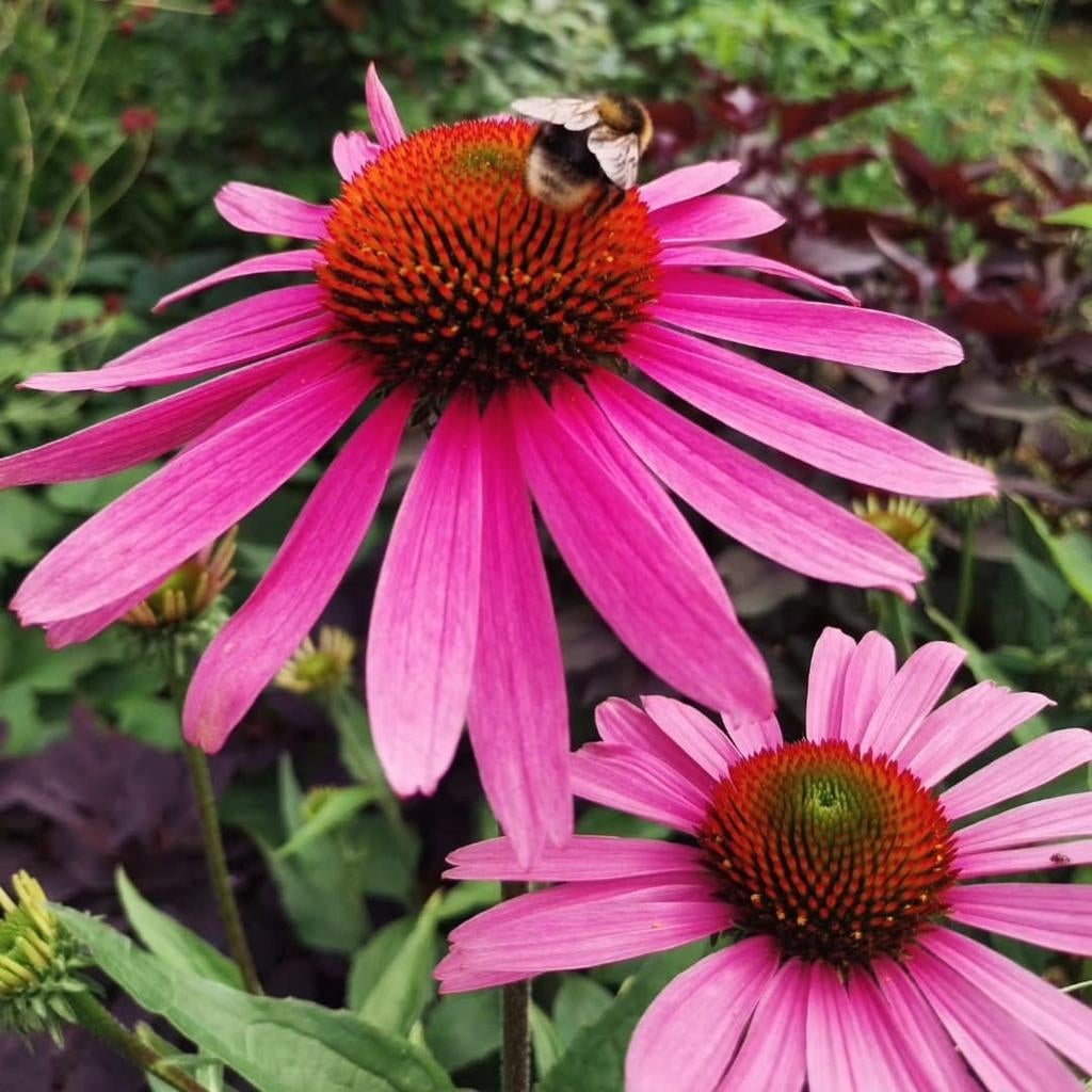 de Zonnehoed • duurzaam gekweekte tuinplanten, Tuin en Terras, Planten | Tuinplanten, Ophalen, Vaste plant, Overige soorten