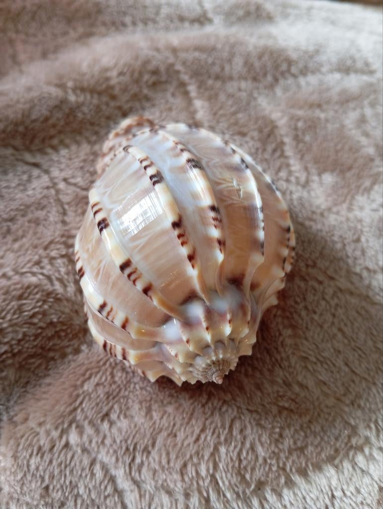 Prachtige Harpa schelp - Decoratie, Ophalen of Verzenden