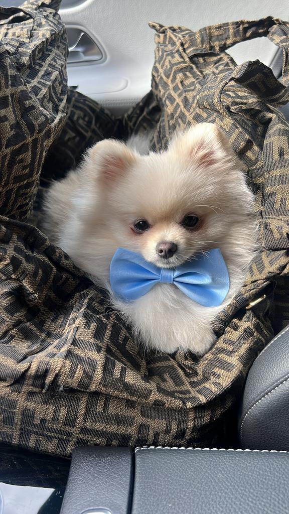 Mooie dek reu Pomeriaan, Reu, Eén hond, 3 tot 5 jaar, Nederland