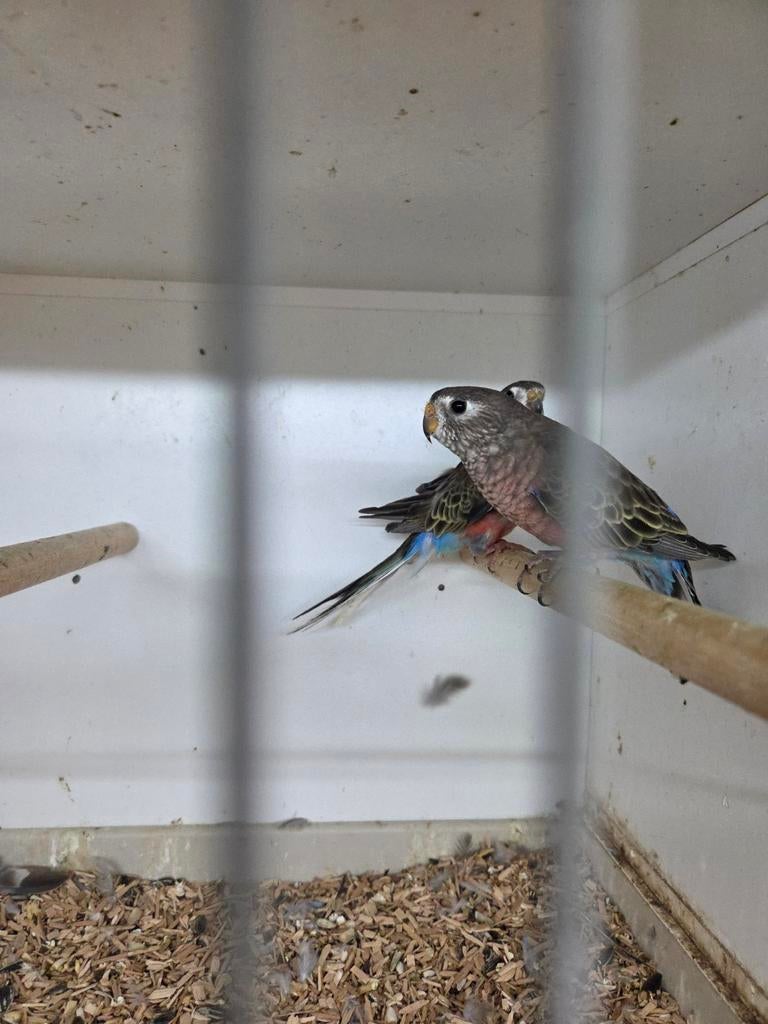 Bourks parkieten, Dieren en Toebehoren, Vogels | Parkieten en Papegaaien, Meerdere dieren, Parkiet