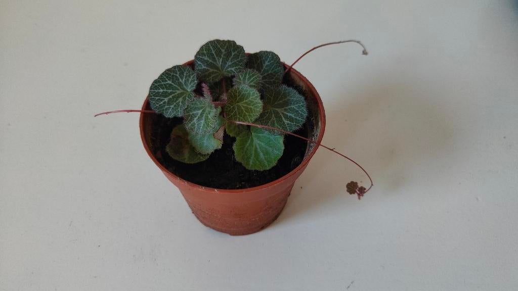 Saxifraga stolonifera; Moederplant met 3 uitlopers, Huis en Inrichting, Ophalen, Overige soorten, Halfschaduw, In pot