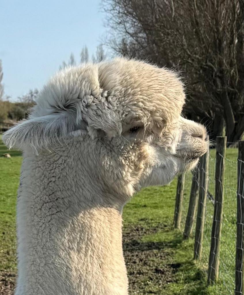 FAL Peruvian Phantom, dekhengst met AAB stamboom, Dieren en Toebehoren, April, Mannelijk