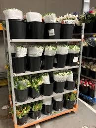 Gezocht Restbloemen / B-kwaliteit bloemen, Tuin en Terras, Planten | Tuinplanten, Ophalen, Overige soorten, Volle zon