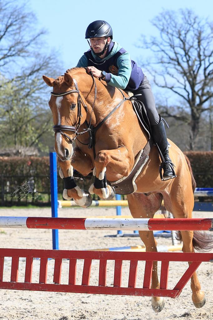 Lieve 9 jarige ruin vriendelijke reus, Springpaard, Ruin, 170 tot 175 cm, L