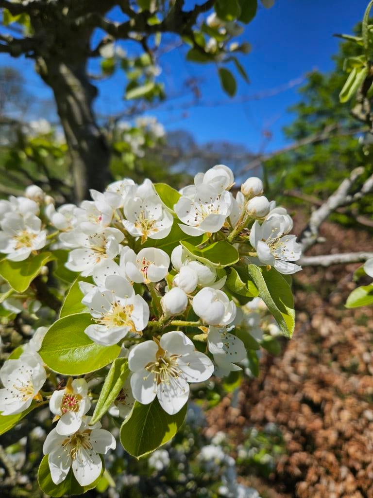 Volwassen laagstam perenboom, Ophalen, Lente