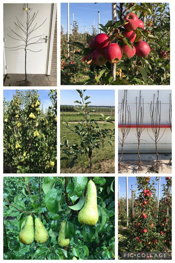 Fruitbomen (appelbomen en perenbomen), Ophalen