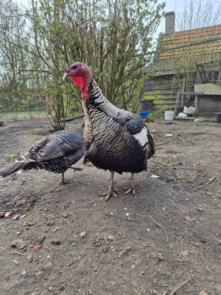 Broedeieren kalkoen, Geslacht onbekend, Kalkoen