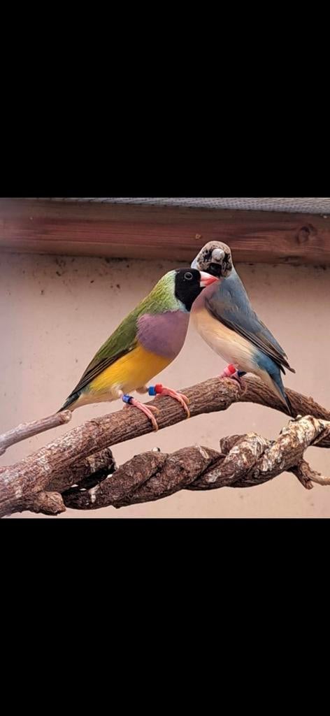 Gezocht gouldamadine poppen, Vrouwelijk