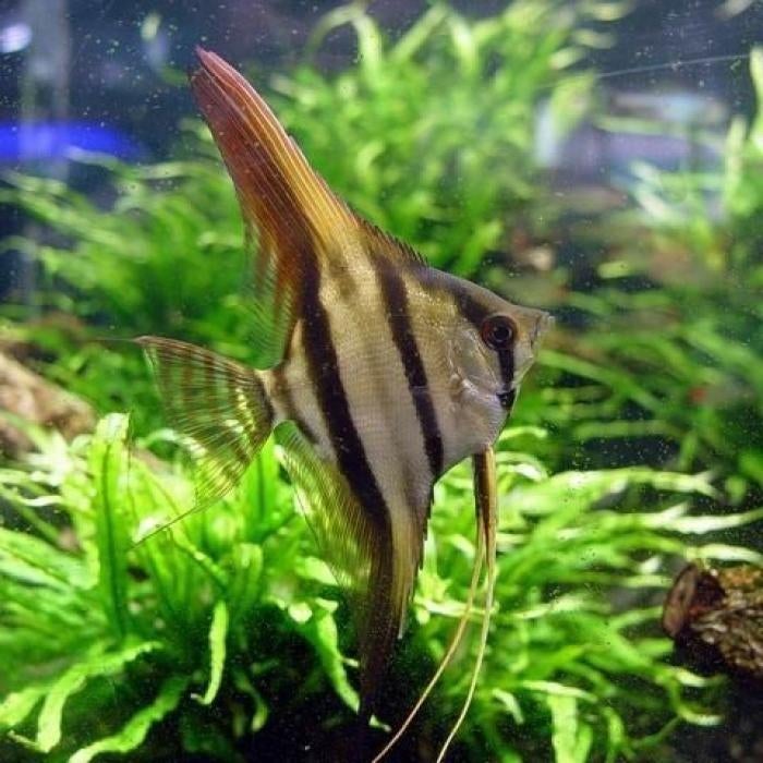 Pterophyllum scalare, Vis